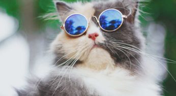 I gatti più famosi della storia del cinema, questi sono delle vere star: li conosci tutti?