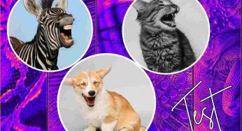 Test della personalità: scegli l’animale che preferisci e scopri un segreto su te stesso